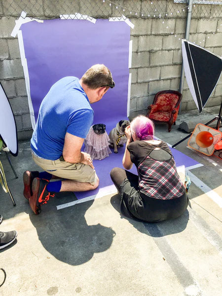 Photo of two people crouching on the ground outside in front of a purple photo backdrop. On the photo backdrop sits two pugs, one wearing a dress and one wearing a tie. One of the people crouching is taking their photo. 