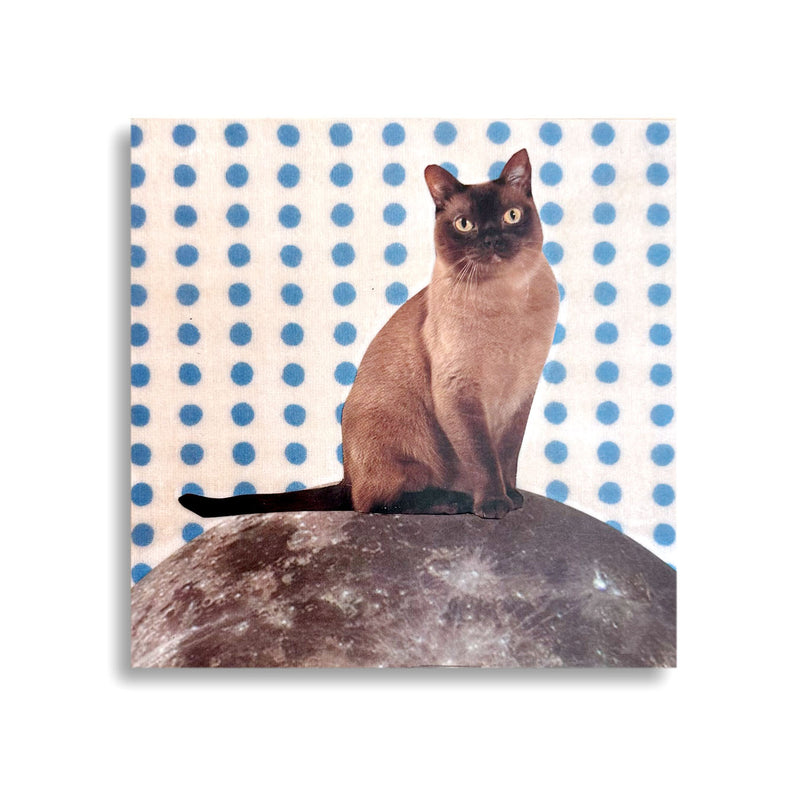 Maureen Shields: Ursa Major