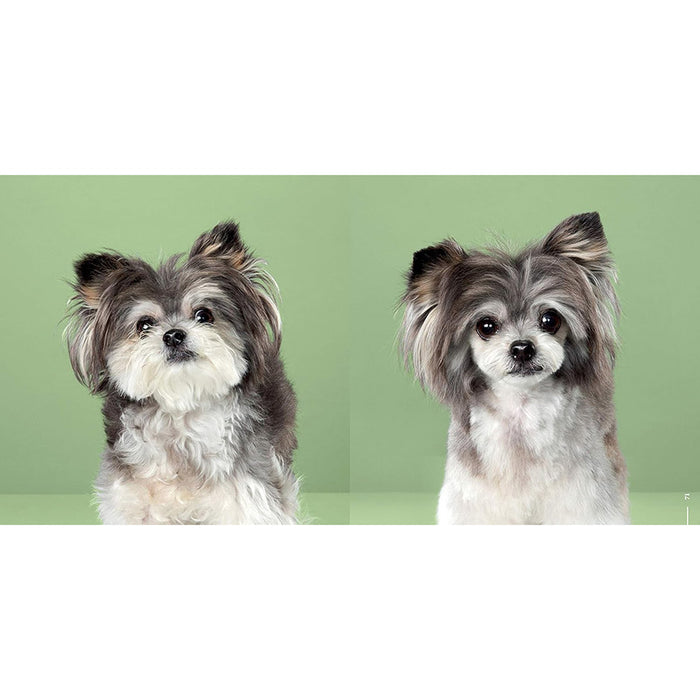 Puppy Styled (Signed by Grace Chon)